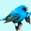 Niedługo zapłacimy za Twittera? Na razie to tylko testy…